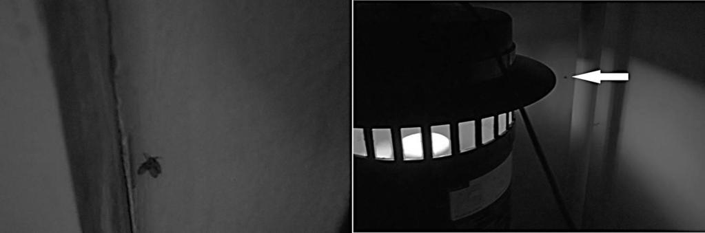 albipunctata egyed a mécses által nyújtott intenzív infravörös (hő)sugárzással történt besugárzás előtt és közben (a képen látható egyed még jóval a kép készítés e előtt távozott a fényképezőgép