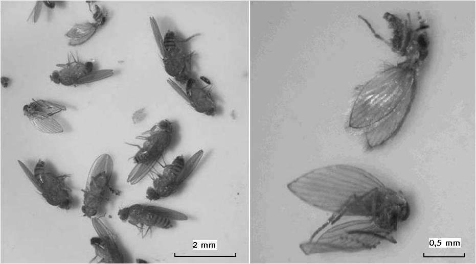 A csapdázott anyagból a valószínűleg a közeli étkezőből származó közönséges muslicák (Drosophila melanogaster Meigen [1830]) több egyede, valamint két, közelebbről meg nem határozott Psychodidae
