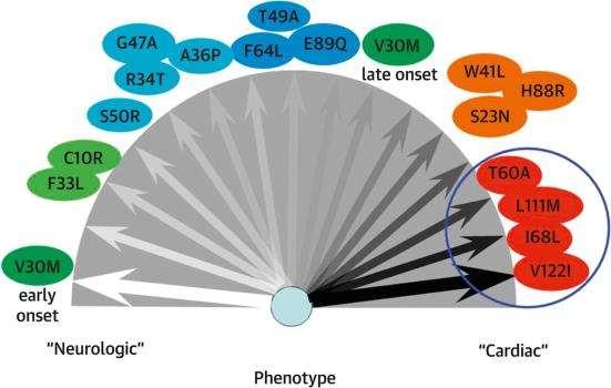 ATTR amyloidosis A transthyretin thyreoglobulin és retidoid transzporter fehérje A 2.