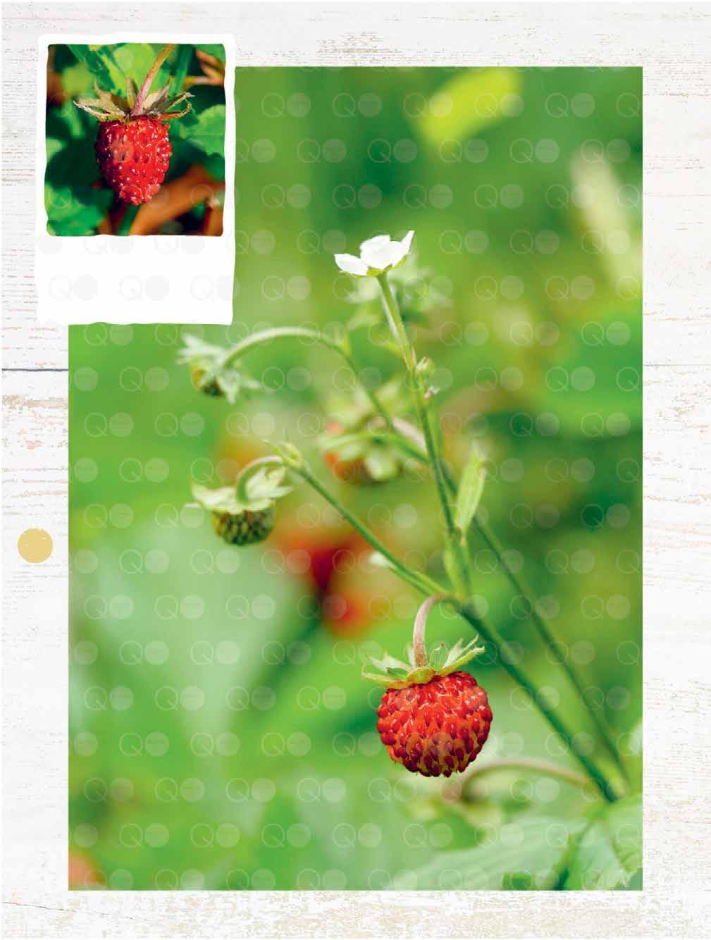 A nagy képen: Erdei szamóca, Fragaria vesca (Európa) A kis