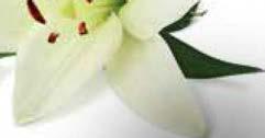 987 /1 l) 2 db estén: (11.320 /1 l) 839 * 649 BLEND A MED 3D WHITE FOGKRÉM 100 ml (3.