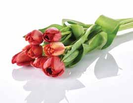 TULIPÁNCSOKOR 7-szálas 1 csokor 799 DOBOZOS ORCHIDEA