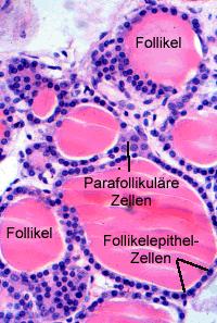 Hormon raktározás/szekréció Fehérje- és peptidhormonok, Katecholaminok: szekrétoros vezikulákban tárolódnak, igény esetén exocitózissal ürülnek Lipofil hormonok: szintézisüket követően