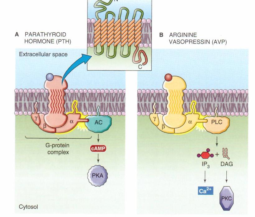 Hatás Hormonreceptorok Intracelluláris szignáltranszdukció Hormonreceptorok: