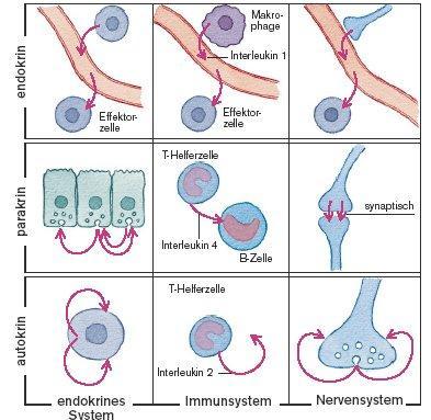 Kémiai jelátvitel módjai Makrophag Hormonok, citokinek és neurotranszmitterek nem határolhatóak el élesen egymástól!