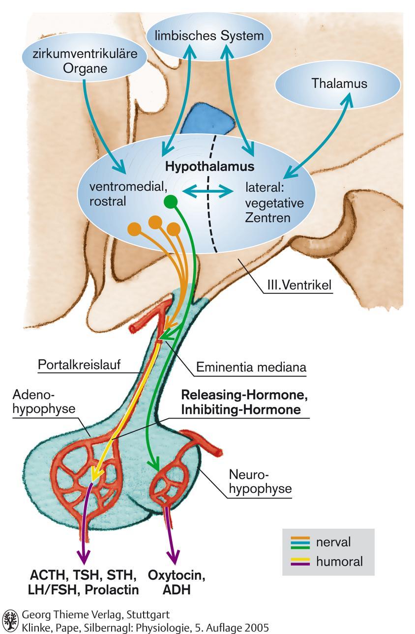 Hypothalamus-Hypophysis rendszer
