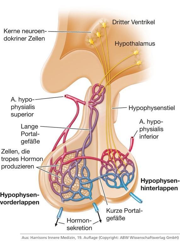 Hypophyseotrop neuronok: az adenohypophysis hormontermelését serkentő releasing és gátló inhibiting peptidek: Kortikotropin releasing hormon CRH Somatotrop hormon releasing hormon (Growth hormone