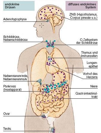 Belsőelválasztású mirigyek Agyalapi mirigy elülső lebenye (Adenohypophysis) Pajzsmirigy Mellékpajzsmirigy Diffúz endokrin rendszer Központi idegrendszer (Hypothalamus) Pajzsmirigy C