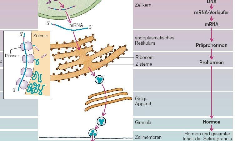 Peptidhormonok bioszintézise A fehérje szintézis általános elvei szerint sejtmag DNS