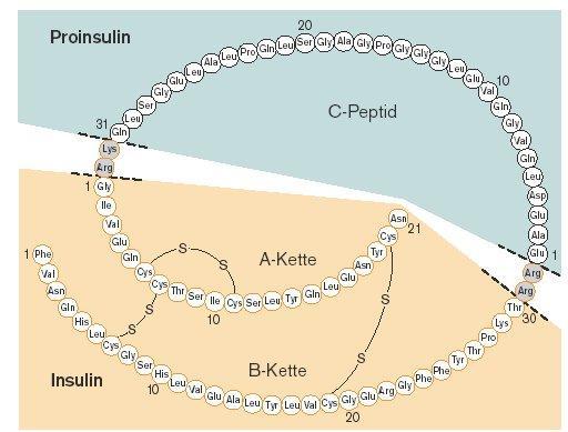 Peptid hormonok érése A-lánc B-lánc Mivel a C-peptid az inzulinnal együtt, azonos