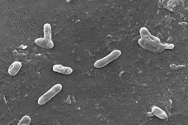 Bordetella bronchiseptica Gram negatív, aerob, coccobacillus Primer légúti patogén Gyakori komplikációs tényező Virulenciája a baktérium-gazda interakcióktól függ Képes változtatni a virulenciáját