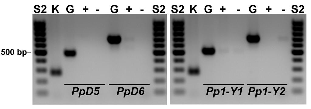 7.1.3 A szex-specifitás szerepe az új típusú PPP gének expressziójában A gének hím-specifikus expressziójának megerősítése érdekében Y kromoszóma nélküli X/O steril hímeket és Y kromoszómát