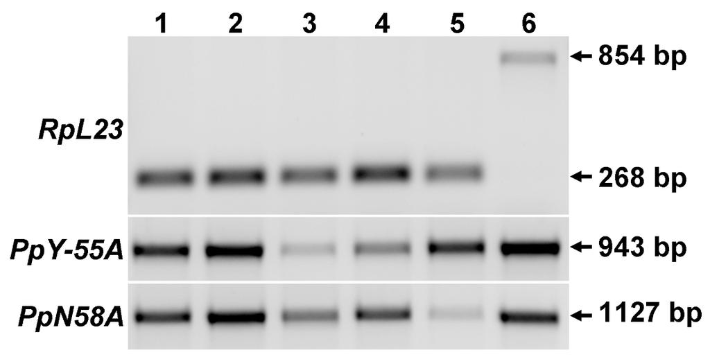 13. ábra. A PpY-55A és PpN58A gének csendesítésének igazolása Az RNS interferencia hatékonyságát RT-PCR módszerrel vizsgáltuk.