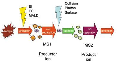 Anyagok és módszerek MSMS detektálás Molekula ionizáció (70 ev) Kiválaszott fragmensek detektálása= anyaionok Második ionizáció Csak a kiválasztott leányionok