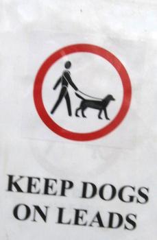 idegenvezető guide dog vakvezető kutya to keep* /ki p/ tart lead /li d/ itt: póráz on lead pórázon to foul