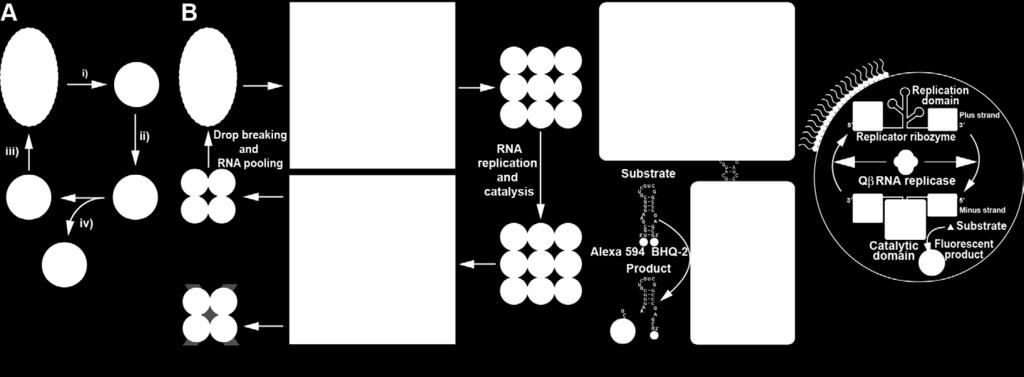 al. Transient compartmentalization of RNA