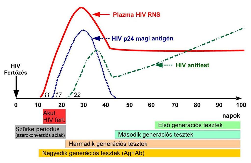 Ezek a vizsgálati módszerek alkalmazása során sor kerülhet: az antitest kimutatására, az antigén azonosítására, a vírusalkotórészek kimutatására, a HIV fertőzöttek esetében vírus RNS