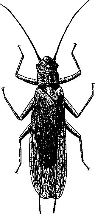 8 104 DR. STEJNMANN HENRIK p éld ányokon csekélyebb m érték b en hullám os és ritk á n egyenes. H ím je 12 19, n ő sténye 1 4-2 0 m m (81. ábra).