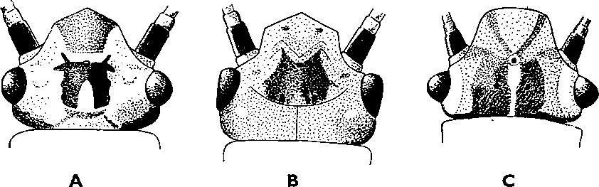 V. PLECOPTERA ÁLKÉRÉSZEK 8 1 0 9 6 (5) A fej m in tá z a ta erősebb színezetű, sö té te b b, m in t az előző fajé, olyan, m in t a 84. áb ra : A -n. A bím 10.