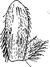 V. PLECOPTERA Al,KÉRÉSZEK 8 ISI 3. nem : N em oura P ic t.