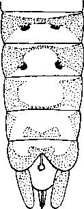 V. PLECOPTERA - ÁLKÉRÉSZEK 8 79 44 (43) A p o tro h 7. h átlem ezének n y ú lv án y a i hosszúak (62. áb ra : A) vagy kicsinyek (62.