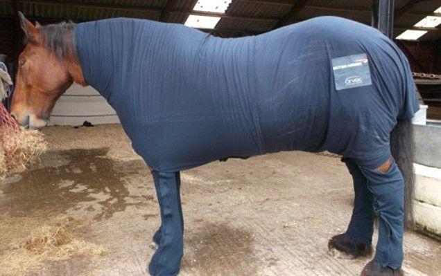 Pizsamát kapott egy ló Nagy-Britanniában 2012.10.19 10:25 London, 2012. október 19., péntek (MTI) Pizsamát kapott egy bőrbeteg ló a brit légitársaságtól védőruha gyanánt.
