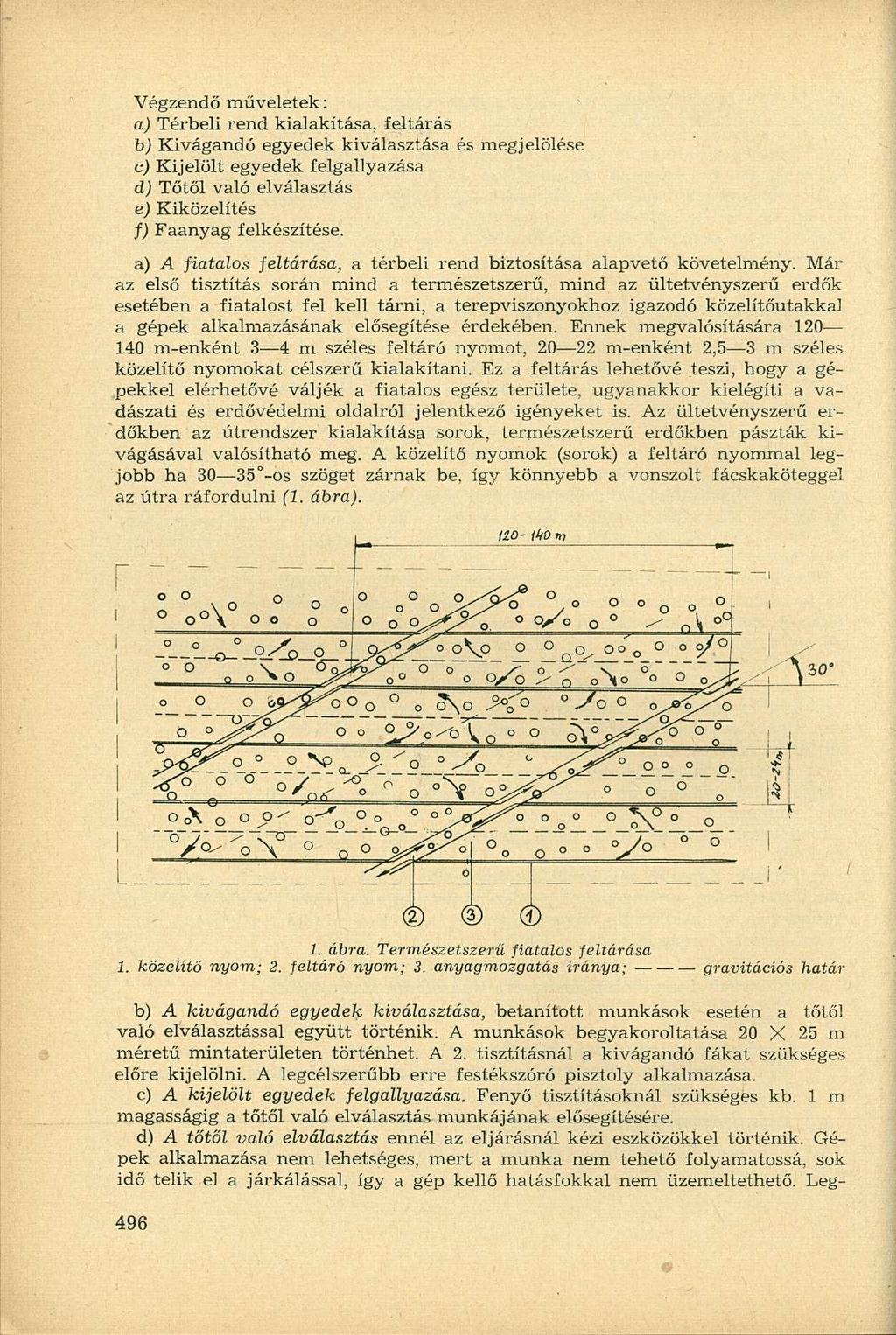 Végzendő műveletek: a) Térbeli rend kialakítása, feltárás b) Kivágandó egyedek kiválasztása és megjelölése c) Kijelölt egyedek felgallyazása d) Tőtől való elválasztás e) Kiközelítés f) Faanyag