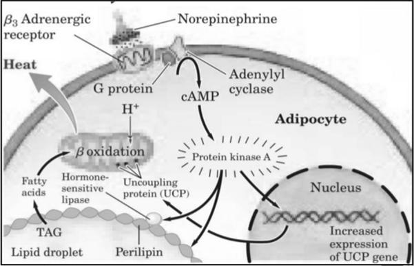 szimpatikus beidegzés (β 3 : GPCR (Gs) receptorok, NA)