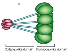 Albicans HSV-1 fikolin Gram+ baktériumok