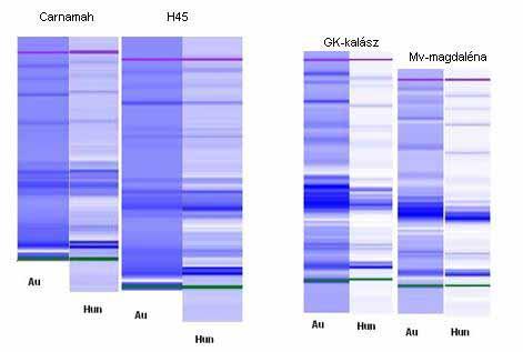 vizsgált búza. A különböző búzafajták eltérő genotípusa a DNS expresszió során szintetizálódó fehérje-alegységek összetételén is nyomon követhető.