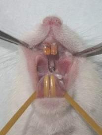 Geçgelen Cesur M et al. INTRODUCTION Orthodontic tooth movement is a result of organized remodeling of the periodontal tissues caused by application of forces (1,2).