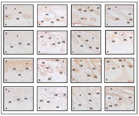 Geçgelen Cesur M et al. Figure 3. Immunohistochemical staining photomicrographs from the study groups.