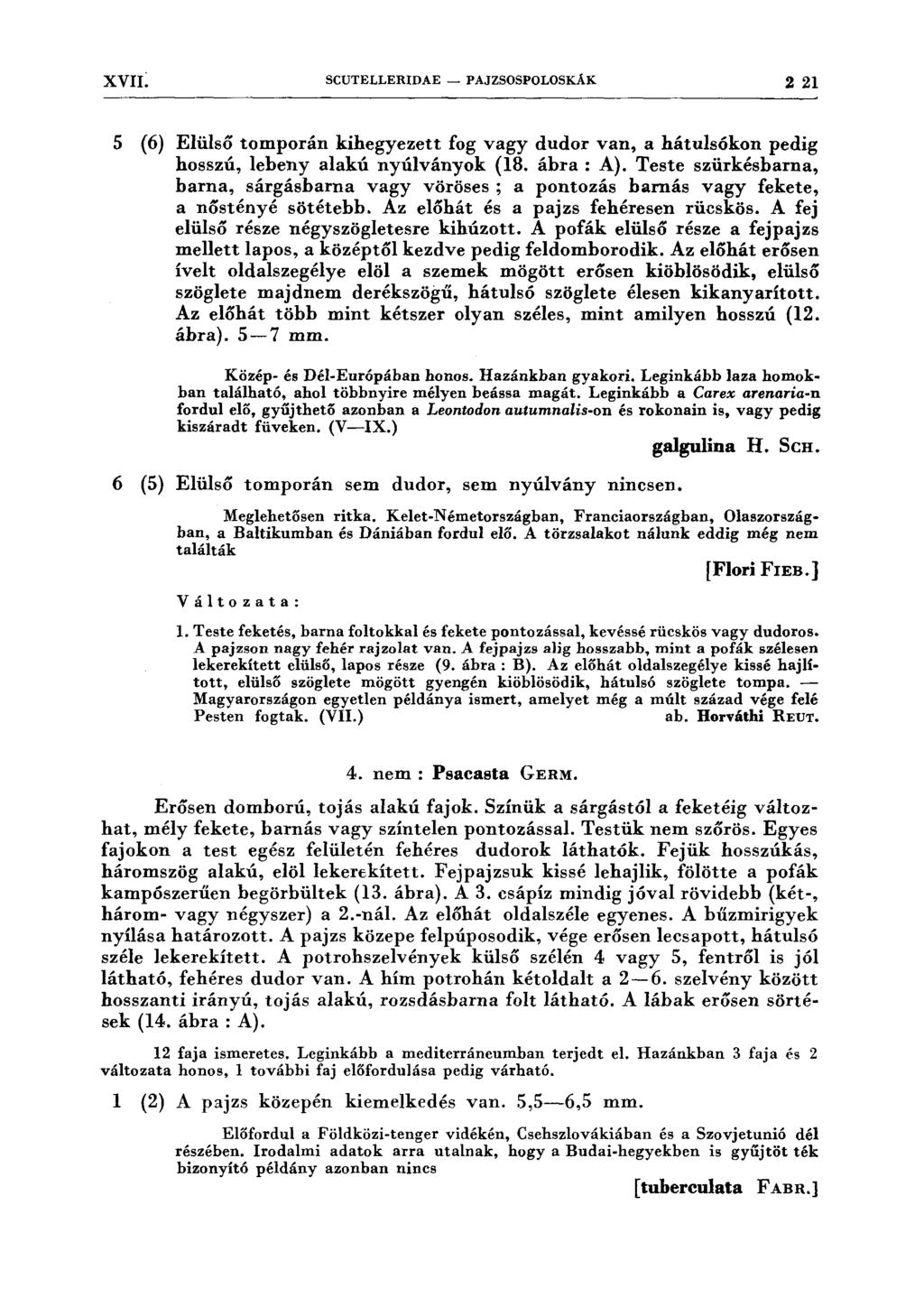 xvn: SCUTELLERIDAE - P AJZSOSPOLOSKÁK 2 21 5 (6) Elülső tomporán kihegyezett fog vagy dudor van, a hátulsókon pedig hosszú, lebeny alakú nyúlványok (18. ábra: A).