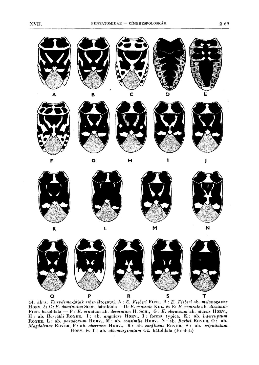 XVII. PENTATOMIDAE - CÍMERESPOLOSKÁK 2 69 A B c D E F G H J K L M N o p R s T 44. ábra. F:urydema-fajok rajzváltozatai. A : E. Fieberi FIEB., B : E. Fieberi ab. melanogaster HORV. és C: E.