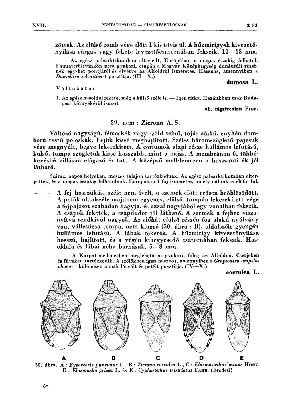 XVII. PENTATOMIDAE - CfMERESPOLOSKÁK 2 83 --- - ---- -- ---- ------- ----- ----~------- -- zöttek. Az elülső comb vége előtt l kis tövis ül.