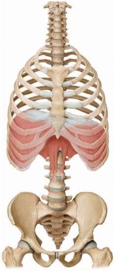 A légzés izmai Rekeszizom diaphragma A rekeszizom 3 fő része egy