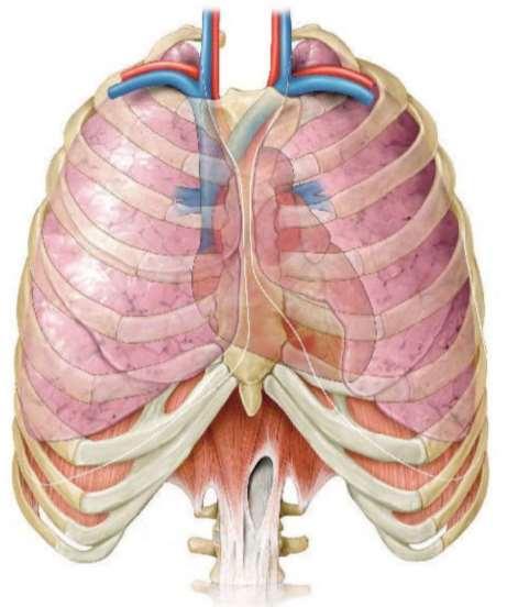Tüdő Jobb tüdő: 3 lebenyből áll Bal tüdő: 2 lebenyből áll A tüdők a szívvel és egyéb mellűri szervvekkel együtt kitöltik a mellkasüreget. A tüdőcsúcs a kulcscsont felett pár cm-rel végződik.