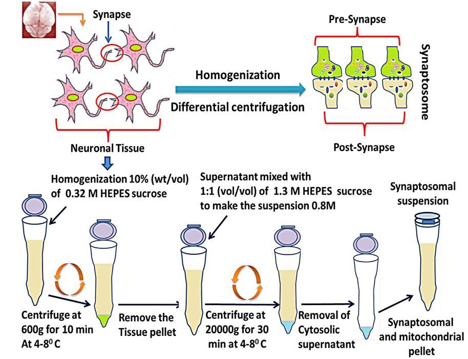 Molekuláris biológiai módszerek Szinaptoszóma preparátum