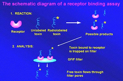 radioimmunoassay ELISA -