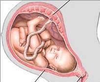 A placentából és a magzatból érkező impulzusok indítják meg a szülést. Méh kontrakciói prosztaglandinok hatására kezdődnek és oxitocin hatására fokozódnak.