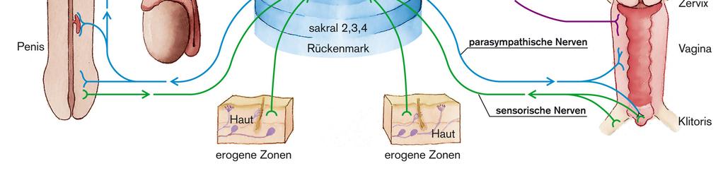 S2-S4 paraszimpatikus ideg érző ideg bőr bőr Erogén