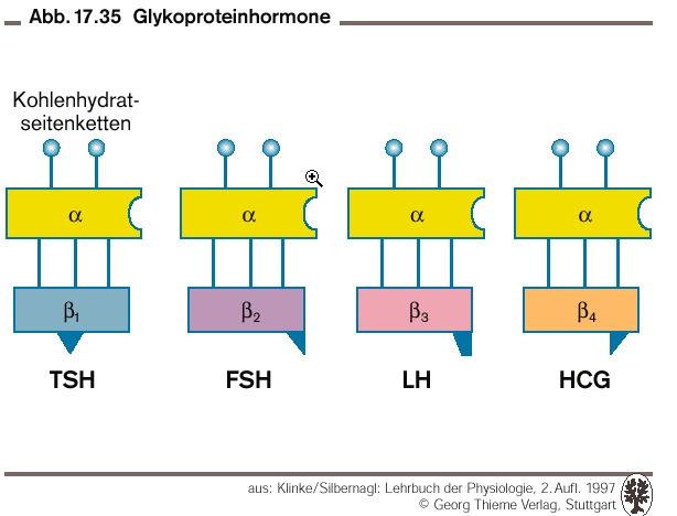 Glikoprotein hormonok