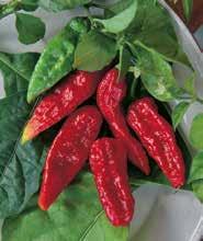 000 szem DAMIAN KILIAN KRISTIAN Nagyon csípős chili típusok: Zöldből pirosba