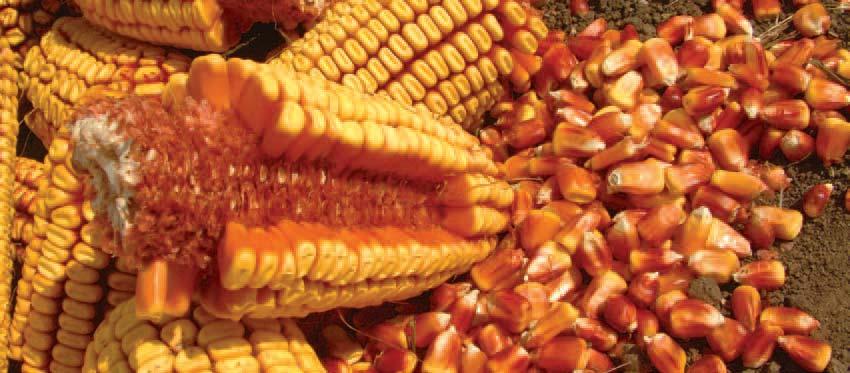 FAO Ez a kukorica a martonvásári nemesítés évek óta bizonyító vezéregyénisége.