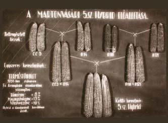 4 BEVEZETÉS Együtt értéket teremtünk éve különleges fordulat történt az európai kukoricanemesítés történetében: Martonvásáron, a Magyar Tudományos Akadémia Kutatóintézetében ugyan-