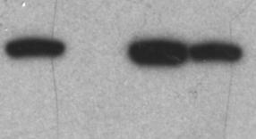 ! Valida6on, of, polyclonal, Rabbit, an6>dis3l2, an6body, specificity.