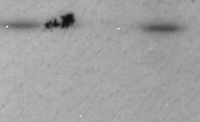 produced! a! band! at! 90kDa! (C),! mt(δ6)dis3l2! cells! produced! a! band! at! 30kDa(D).