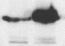 prb Supplementary, Figure, 9.