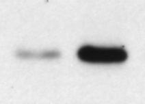 RNAi!oligo!(ct!K.D.)!or! in!hek293!cells!stably!