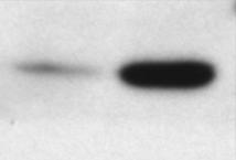 of!prb!remained!in!its! inac7ve,! hyperphosphorylated!